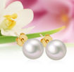 Perleøredobber med Akoya perler 8-8,5 mm lås i 14 kt gull -  coc3000191