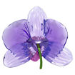 Swarovski figurer Idyllia SCS Orchid Petal - 5669354